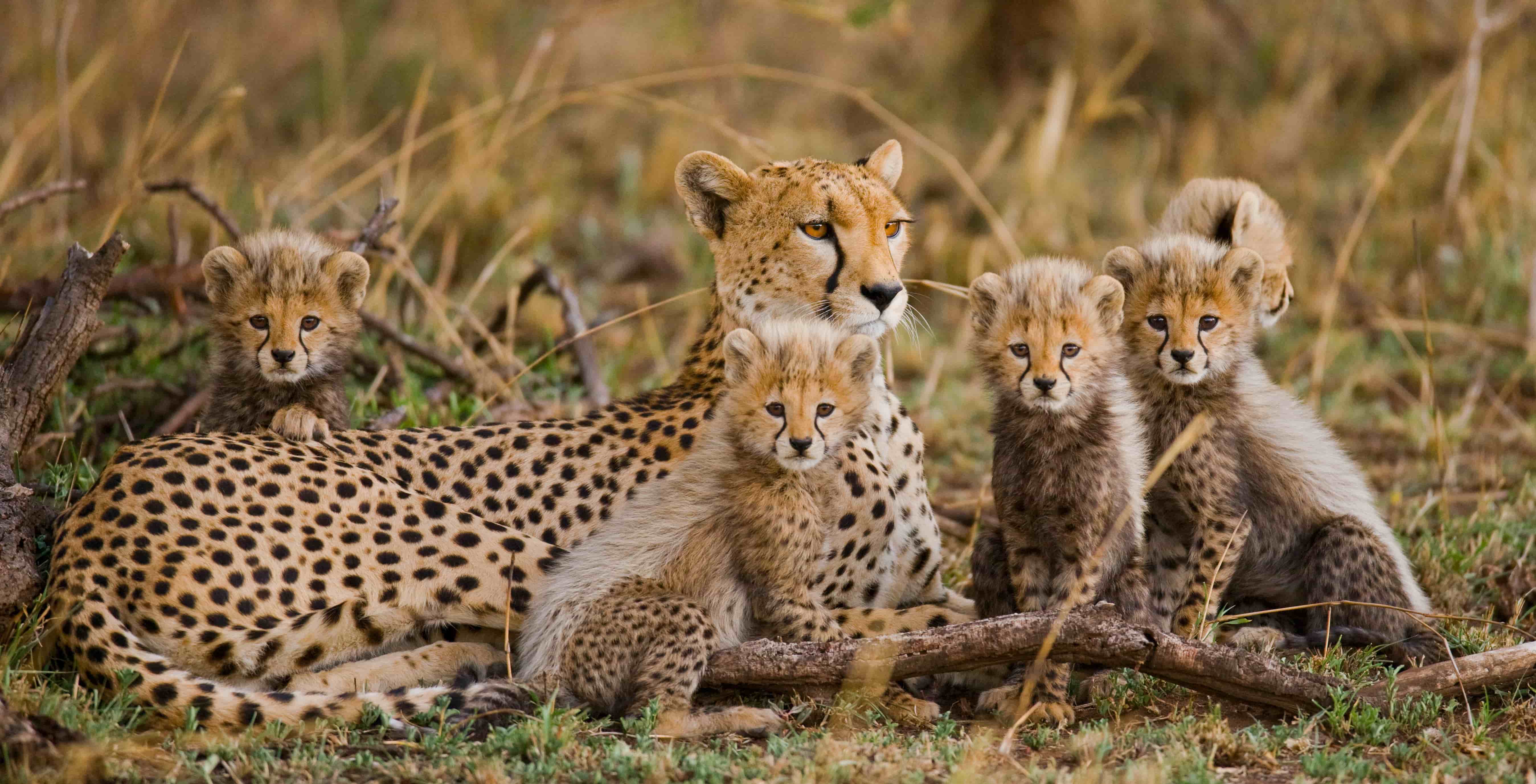 Northern Tanzania Safari